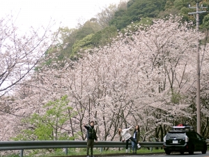 満開っ     